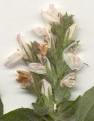 Isoglossa woodii
