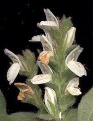 Isoglossa woodii