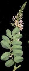 Indigofera jucunda