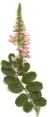 Indigofera jucunda