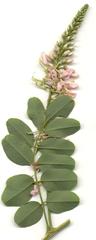 Indigofera jucunda