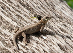 Tropidurus etheridgei