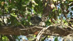 Trochocercus cyanomelas cyanomelas