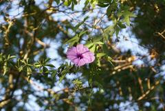 Ipomoea cairica cairica