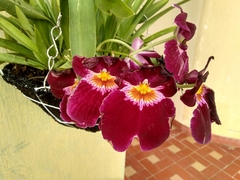 Miltoniopsis