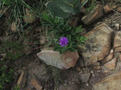 Pseudopegolettia tenella