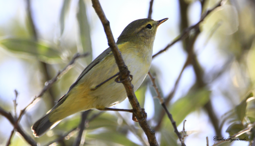 Iberian Chiffchaff