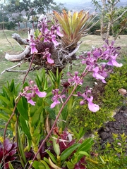 Encyclia cordigera