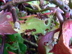 Kalanchoe sexangularis sexangularis