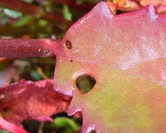 Kalanchoe sexangularis sexangularis