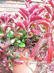 Kalanchoe sexangularis sexangularis