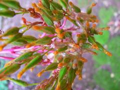 Kalanchoe sexangularis sexangularis