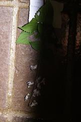 Equilabium laxiflorum