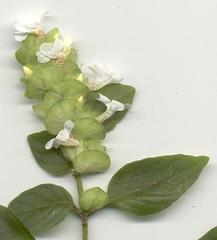 Phaulopsis imbricata