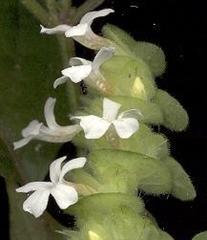 Phaulopsis imbricata