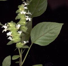 Phaulopsis imbricata