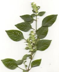 Phaulopsis imbricata