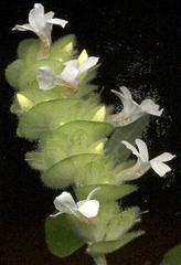 Phaulopsis imbricata