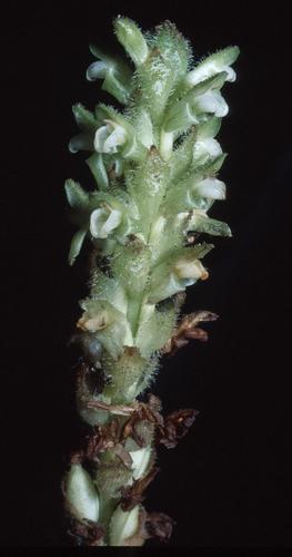 Platylepis glandulosa