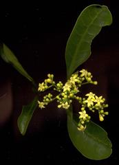 Psychotria capensis capensis