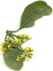 Psychotria capensis capensis