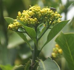 Psychotria capensis capensis