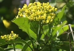 Psychotria capensis capensis