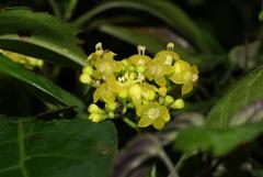 Psychotria capensis capensis