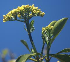 Psychotria capensis capensis