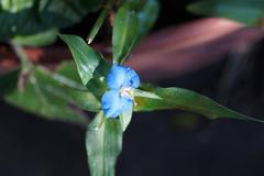 Commelina eckloniana