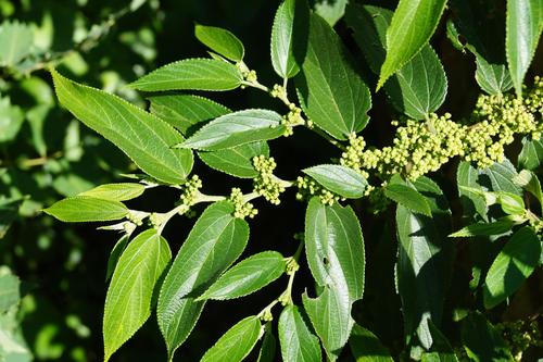 Trema orientale