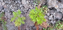 Image of Argyranthemum haematomma