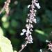 Plectranthus hadiensis hadiensis - Photo (c) Roddy CJ Ward, some rights reserved (CC BY-NC), uploaded by Roddy CJ Ward