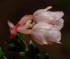 Erica brevifolia