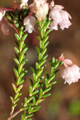 Image of Erica brevifolia by (c) Nicola van Berkel, some rights reserved (CC BY-SA)