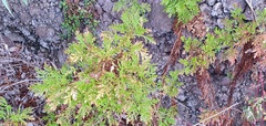 Argyranthemum haematomma image