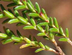 Erica brevifolia