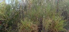 Erica brevifolia