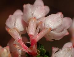 Erica brevifolia