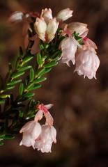 Erica brevifolia