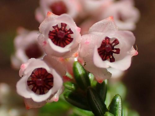 Image of Shortleaf Heath (Erica brevifolia) by (c) Nicola van Berkel, some rights reserved (CC BY-SA)