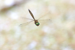 Hemicordulia armstrongi