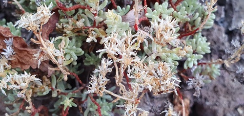 Sedum brissemoretii image