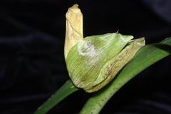 Scadoxus membranaceus
