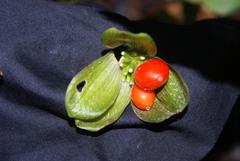 Scadoxus membranaceus