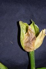 Scadoxus membranaceus