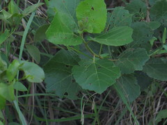 Dombeya rotundifolia