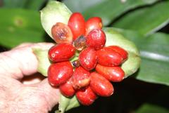 Scadoxus membranaceus