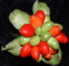 Scadoxus membranaceus