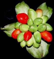 Scadoxus membranaceus